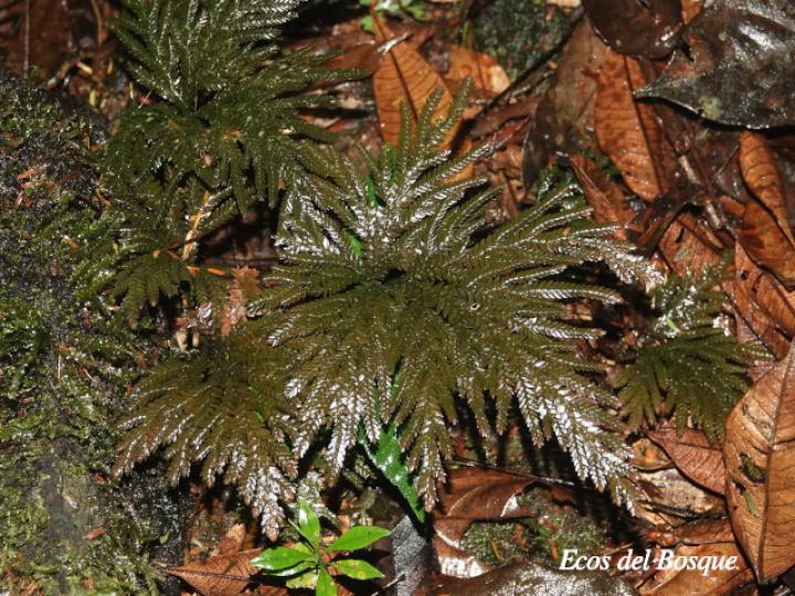 Sellaginella anceps Sellaginella anceps
