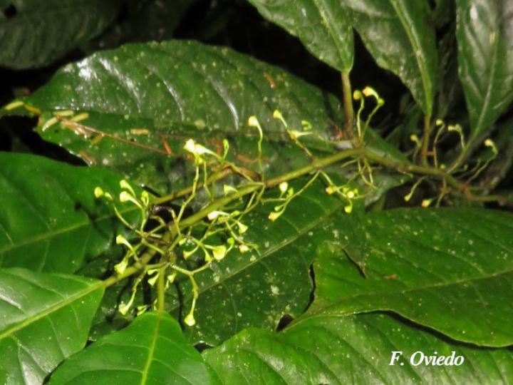 Siparuna thecaphora (Limoncillo)