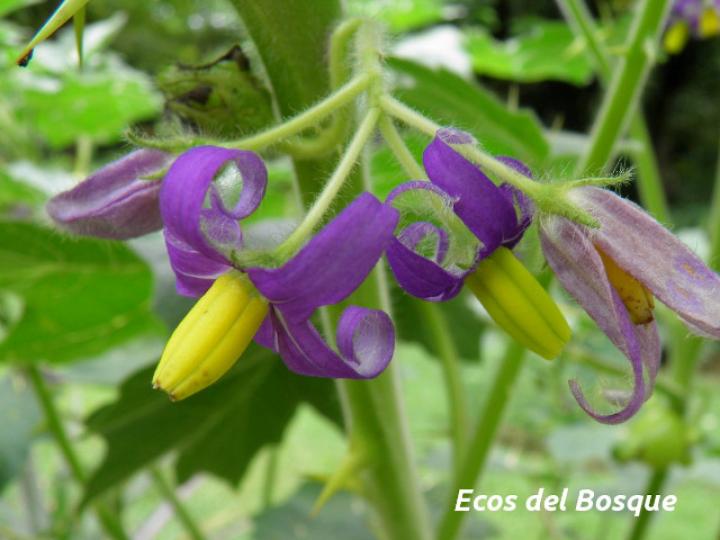 Solanum mammosum (Pichichio)