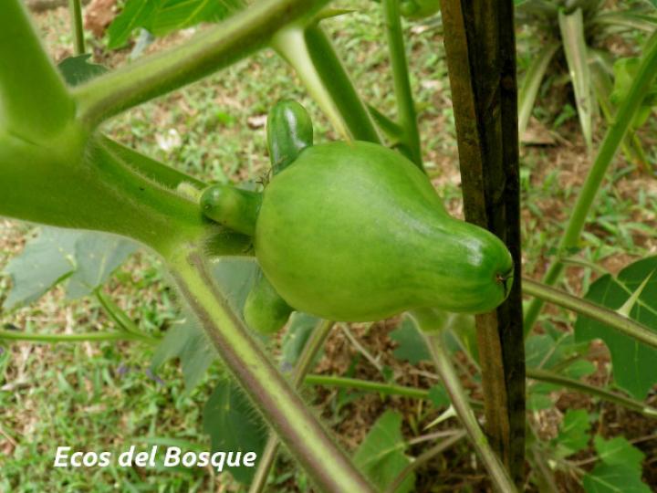 Solanum mammosum (Pichichio)