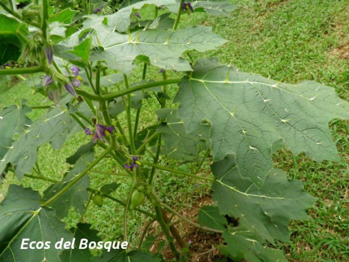 Solanum mammosum (Pichichio)