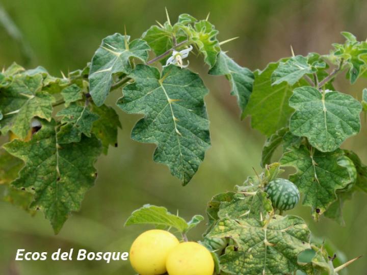 Solanum myriacanthum