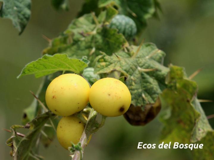 Solanum myriacanthum