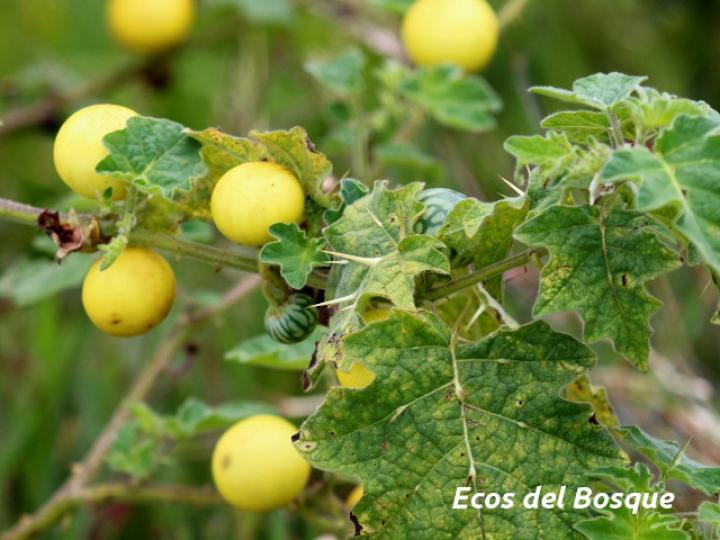 Solanum myriacanthum