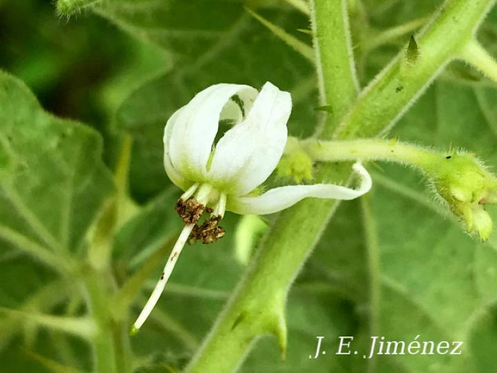 Solanum myriacanthum