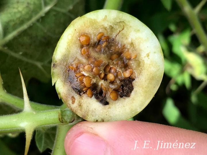 Solanum myriacanthum