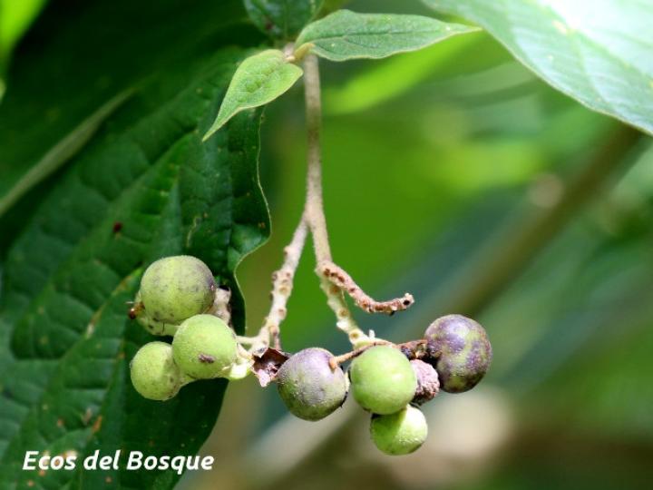 Solanum schlechtendalianum