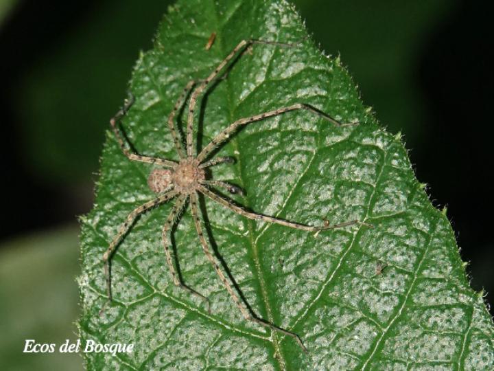 Sparianthina selenopoides (Araña cangrejo)