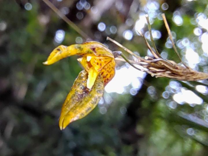 Specklinia tirimbina