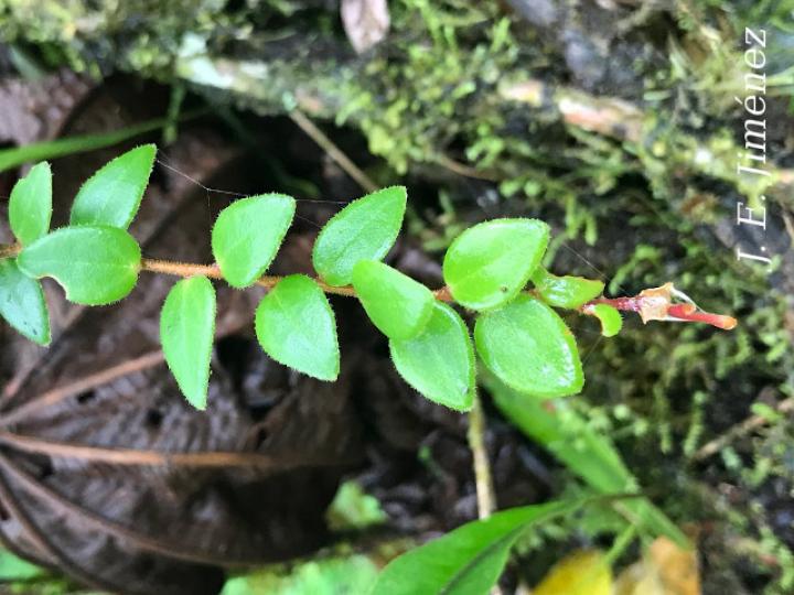 Sphyrospermum buxifolium