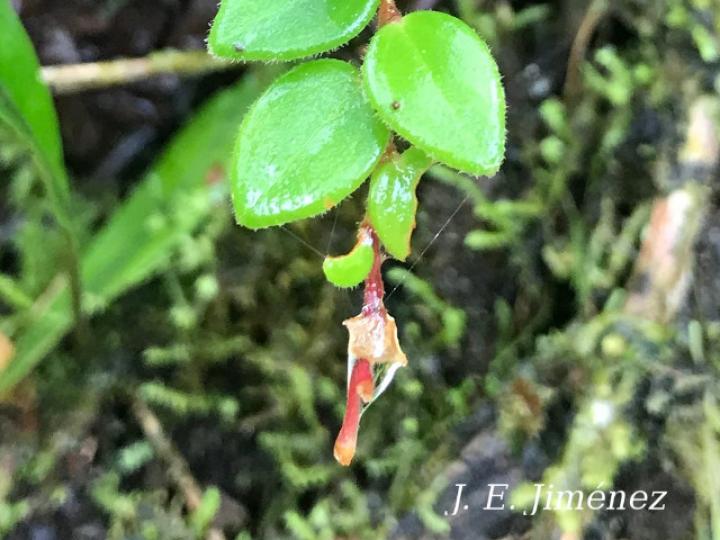 Sphyrospermum buxifolium