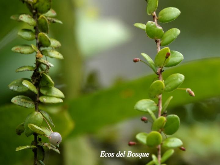 Sphyrospermum buxifolium