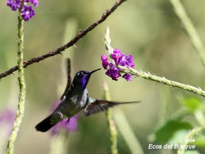 Stachytarpheta frantzii (Rabo de gato)
