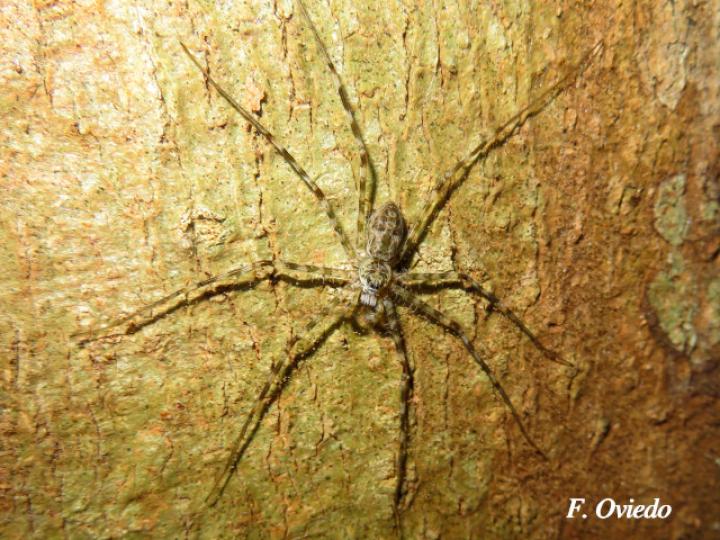 Syntrechalea tenuis (Araña acuática de patas largas)
