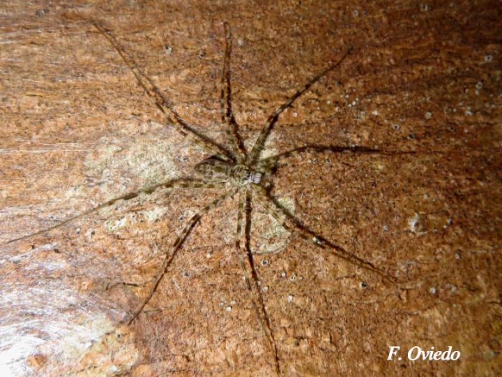 Syntrechalea tenuis (Araña acuática de patas largas)