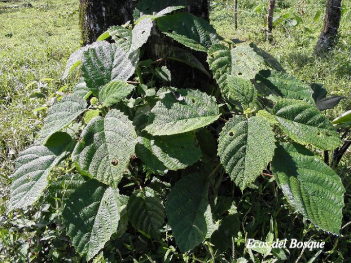 Urera baccifera (Ortiga)
