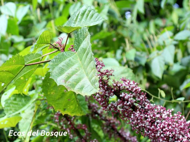 Urera baccifera (Ortiga)