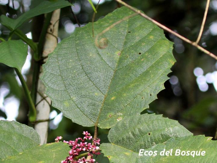 Urera baccifera (Ortiga)