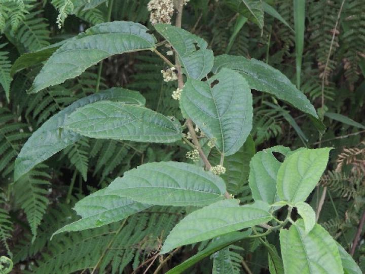 Urera lianoides (Ortiga) Urera lianoides (Ortiga)