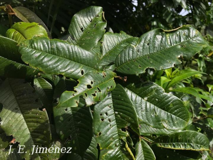 Vochysia allenii (Botarrama)