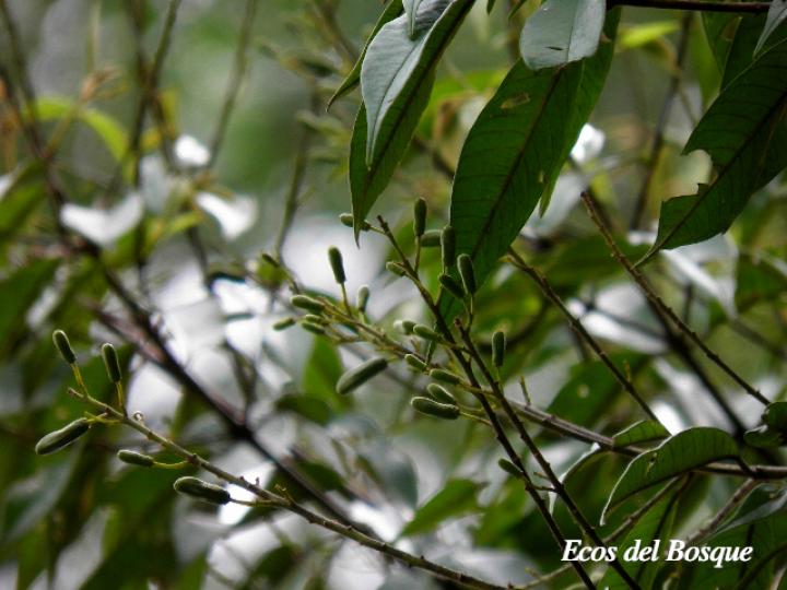 Vochysia ferruginea (Botarrama)