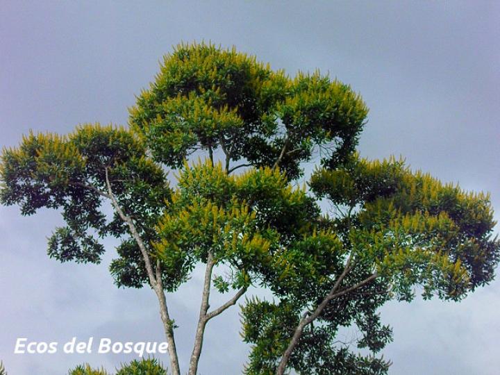 Vochysia guatemalensis | Ecos del Bosque