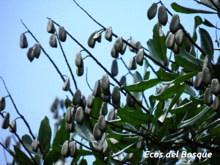 Vochysia guatemalensis (Cebo, Mayo blanco)