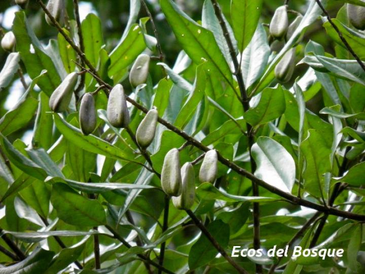 Vochysia guatemalensis (Cebo, Mayo blanco)