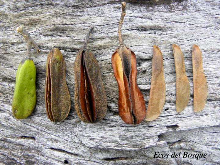 Vochysia guatemalensis (Cebo, Mayo blanco)