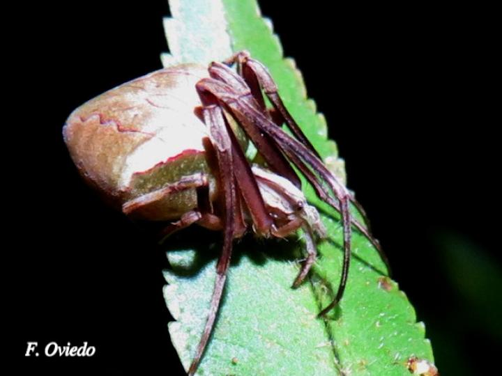 Acacesia hamata