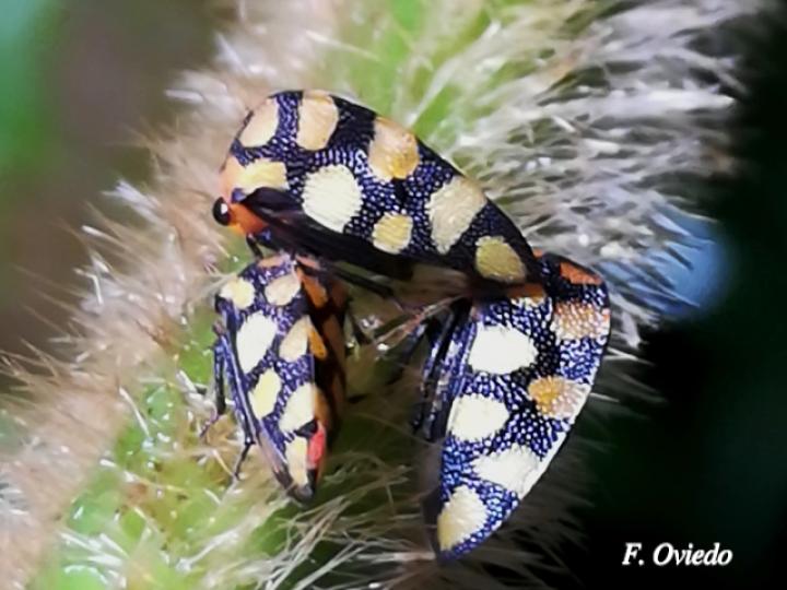 Adippe zebrina