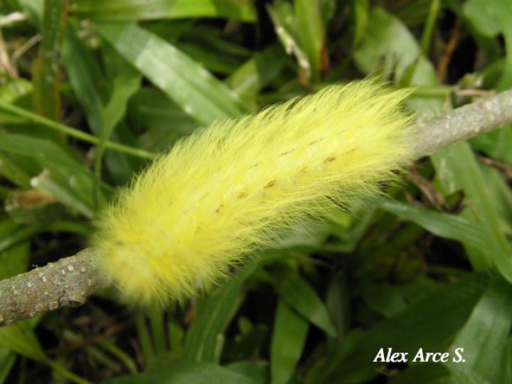 Apatelodes adrastia