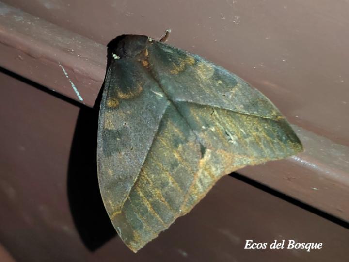 Automeris postalbida