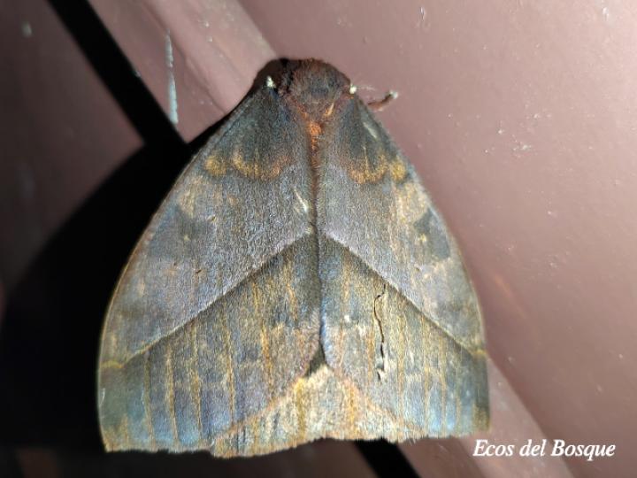 Automeris postalbida