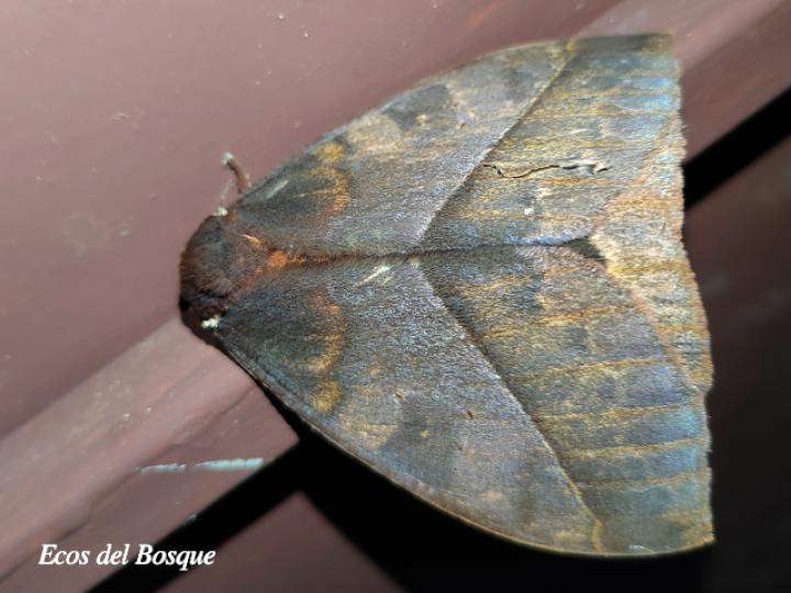 Automeris postalbida