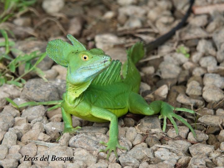 Basiliscus plumifrons (Basilisco esmeralda o verde)