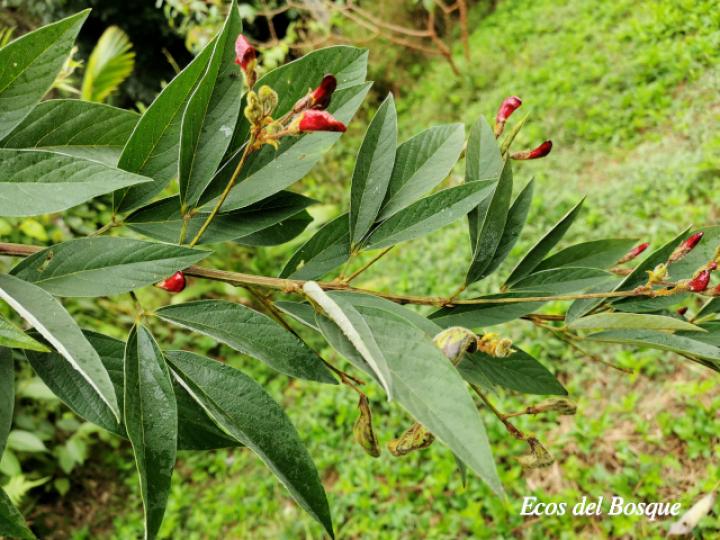 Cajanus cajan (Frijol de palo, Gandul, Gandú)