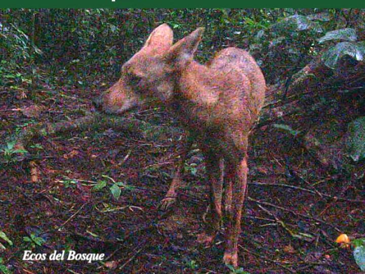 Canis latrans  Ecos del Bosque