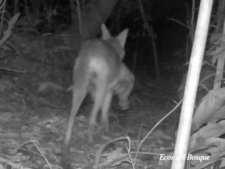 Canis latrans  Ecos del Bosque