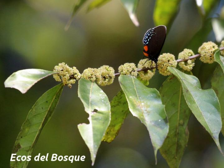 Casearia sylvestris (Huesillo)