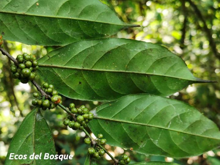Casearia sylvestris (Huesillo)