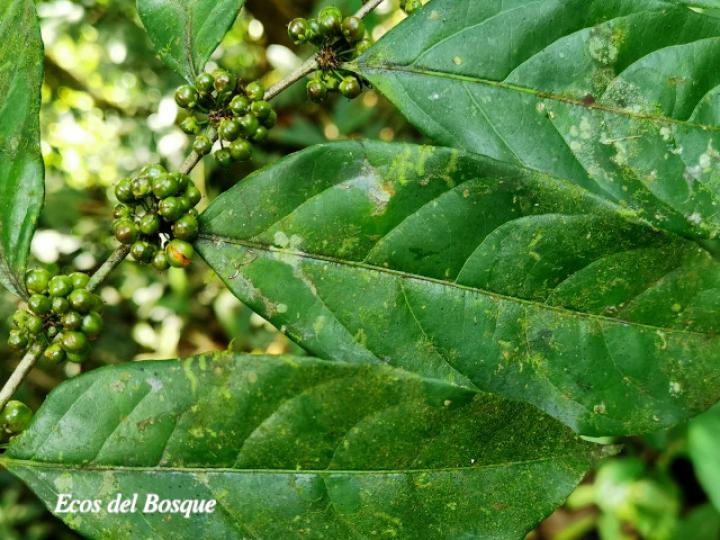 Casearia sylvestris (Huesillo)