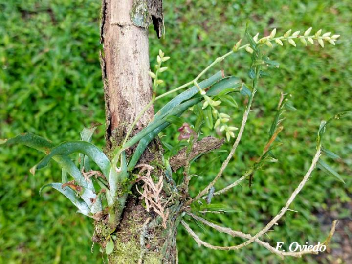 Catopsis sessiliflora