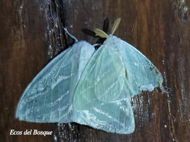 Caviria regina (ambos sexos)