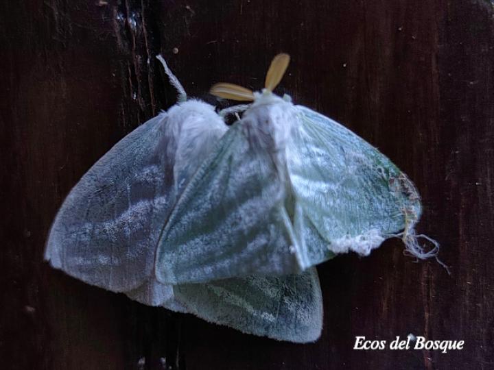 Caviria regina (ambos sexos)