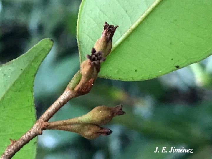 Chrysophyllum hirsutum