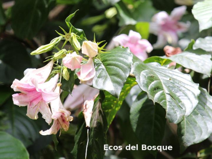 Coutarea hexandra (Coralillo, Quina)