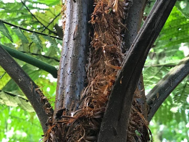 Cyathea multiflora (Rabo de mico)
