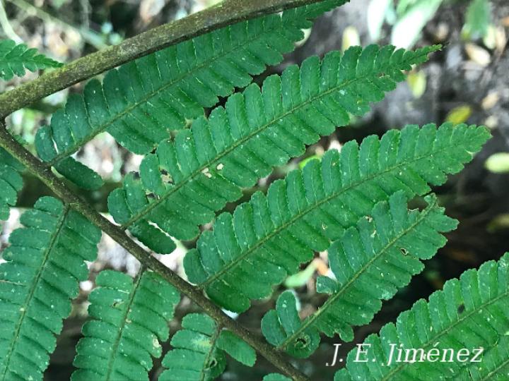 Cyathea multiflora (Rabo de mico)