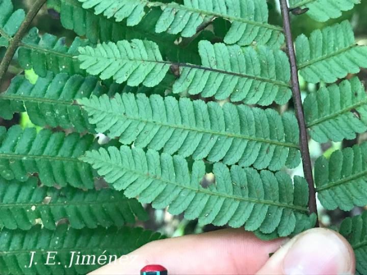 Cyathea multiflora (Rabo de mico)